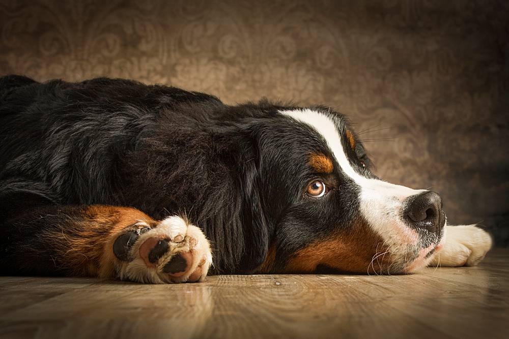 laura-caini-fotografa-cani-poggibonsi